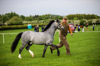 Polished Ponies & Houghton Country Rings
